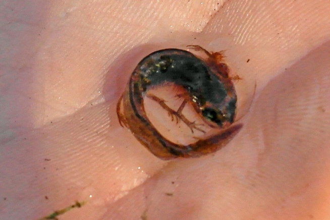 Reptielen en amfibieën voor de kleine bioloog
