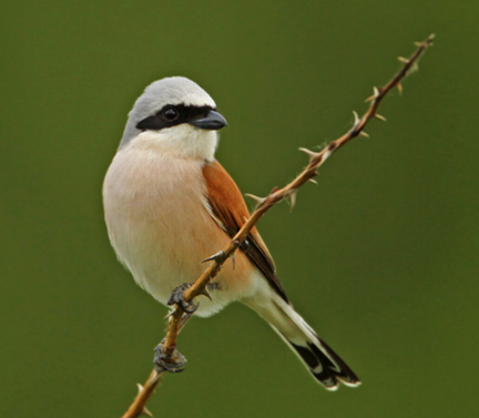 Grauwe klauwieren in Rouveense veld?