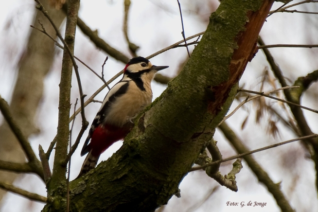 Roodkapje, de grote bonte specht