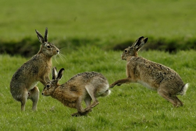 Olde Maten Big five De Haas