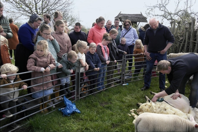 Een druk bezocht schaap scheren