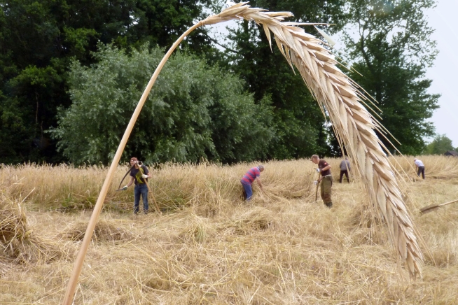 Duizendpoot gezocht!!!