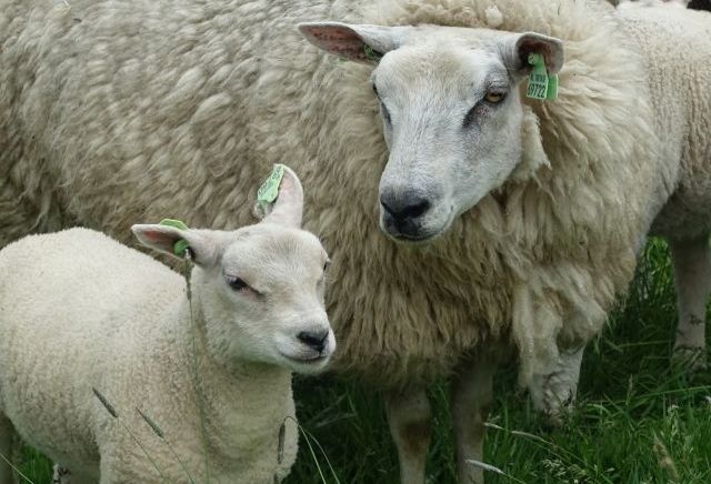 Behebee hee bee he behe schaap Wolly