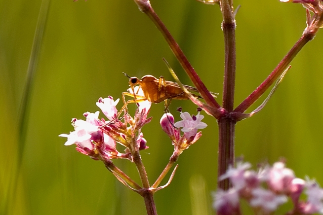 Gerrit's rondje natuur