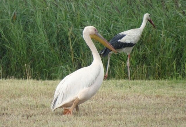 Rare ooievaar