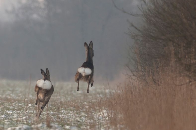 Olde Maten Big five Het ree